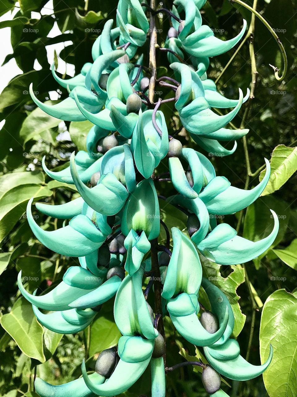 Jade Vine