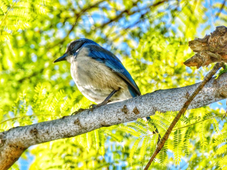 Western Scrub Jay