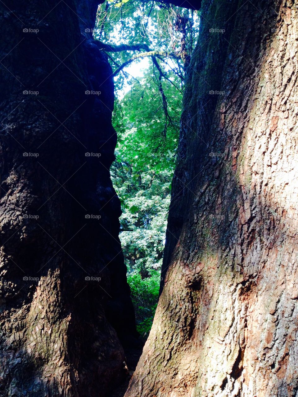 Natures Frame. Two trees make a frame for greenery