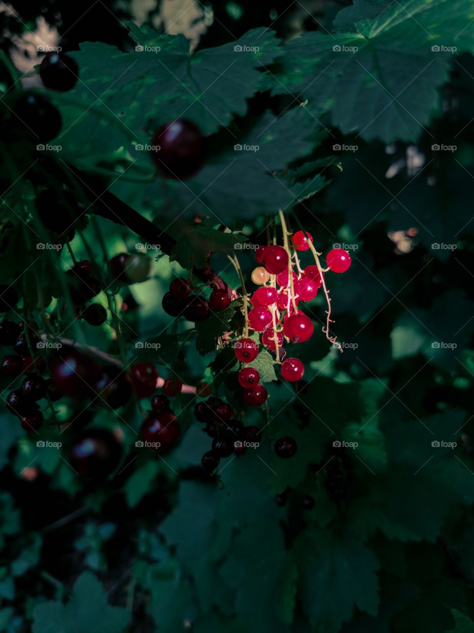 Red currants in sunlight surrounded by shadow and green leaves
