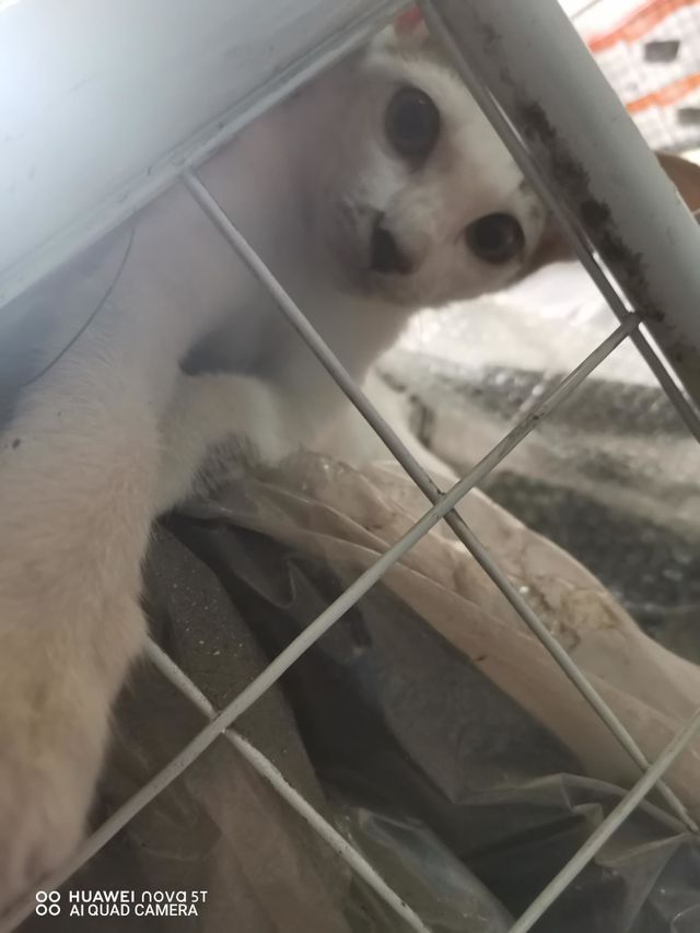 Cutie pets