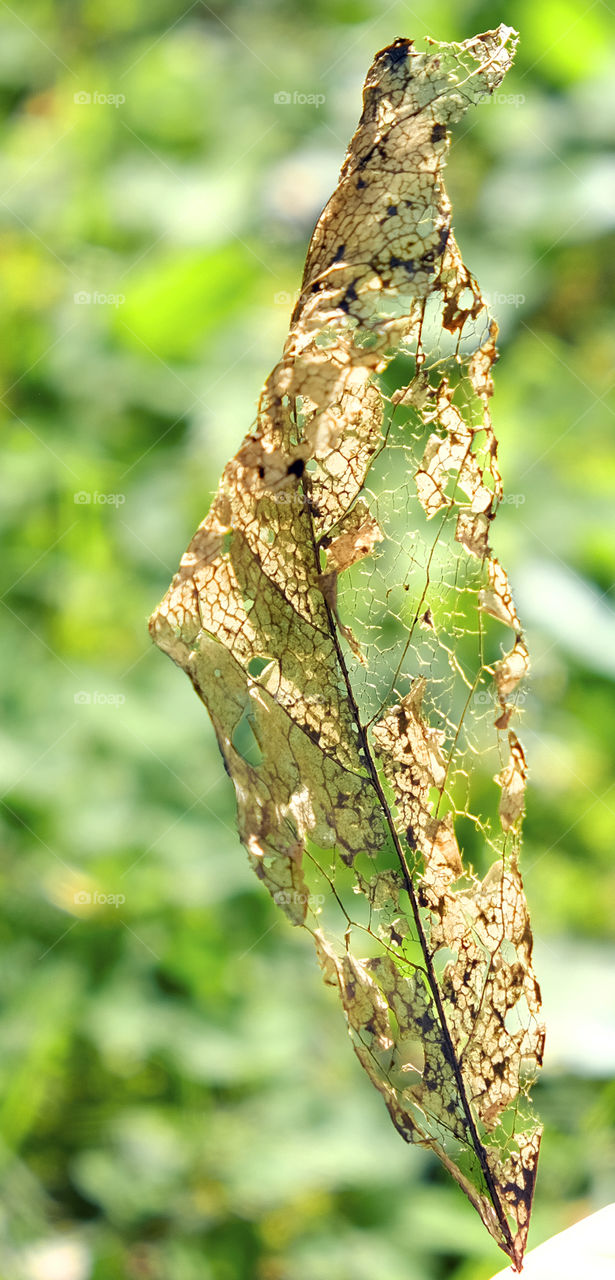 Wilted leaf close-up
