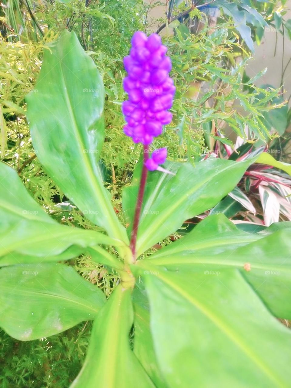 textile peony boho elegant branch season classic collection element colorful luxury paint beautiful tropical frame artistic wild holiday greenery exotic botany foliage romantic beauty petal rose decor flora natural ornament flower floral summer sprin