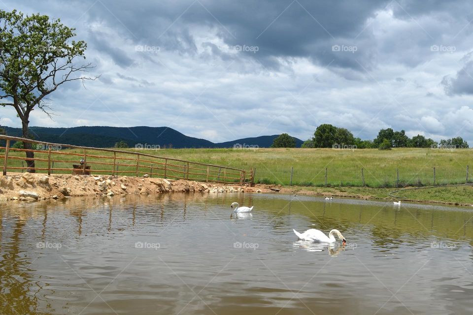 Mission Birds&Bees - Nature in Motion