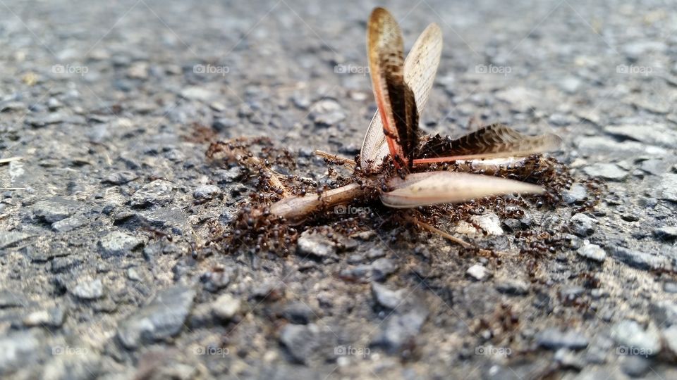 The mantis which fell into the ground is carried to the ants