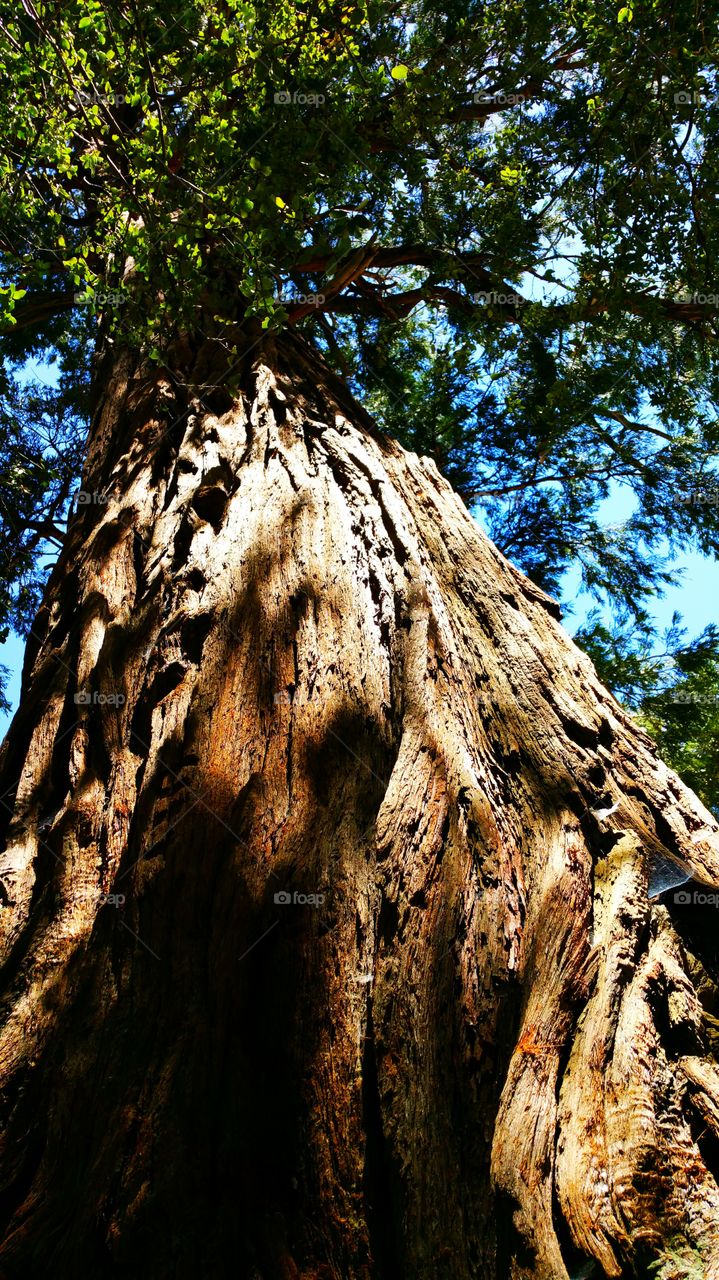 The Sequoias