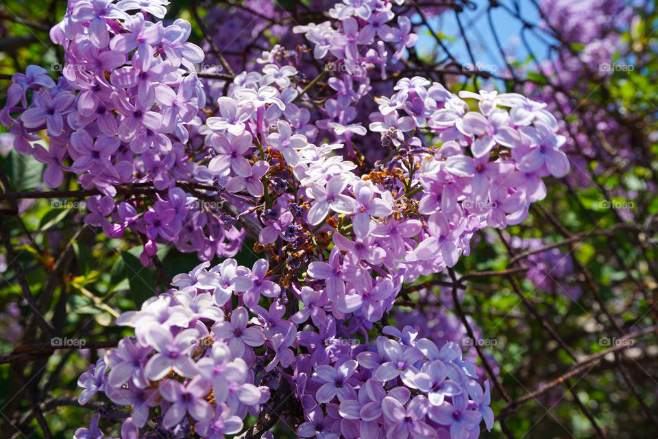 Lilacs Blooming Through Fence