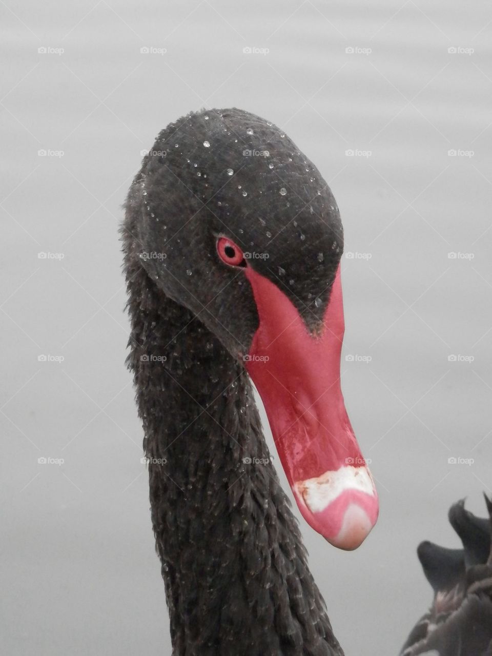 Black Swan