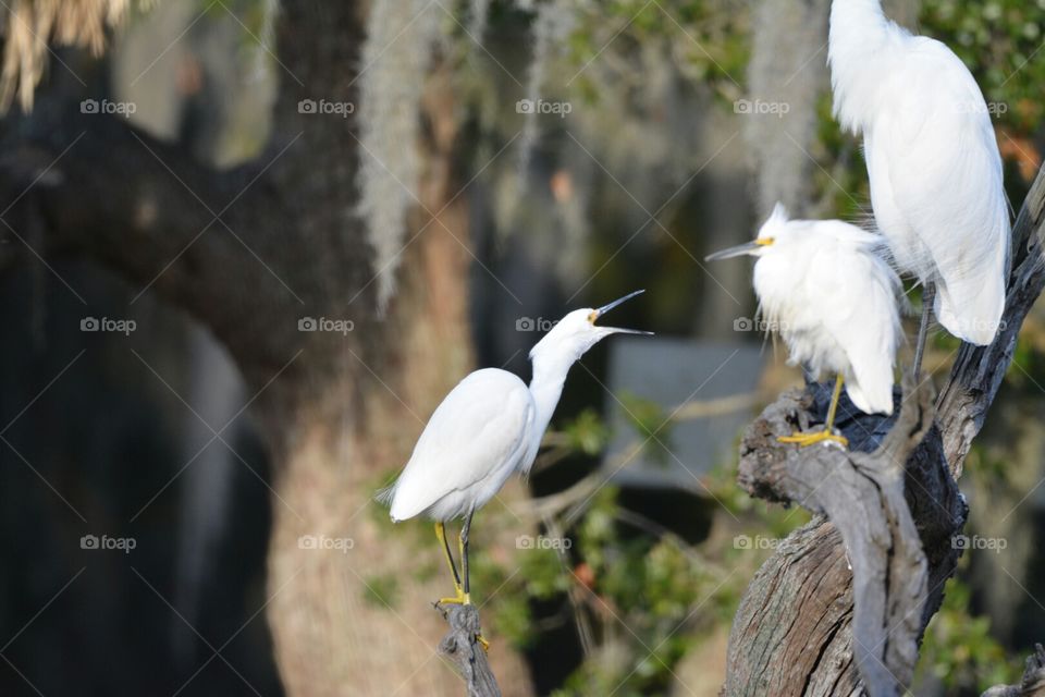 Chatterbox,  Snowy Egret
