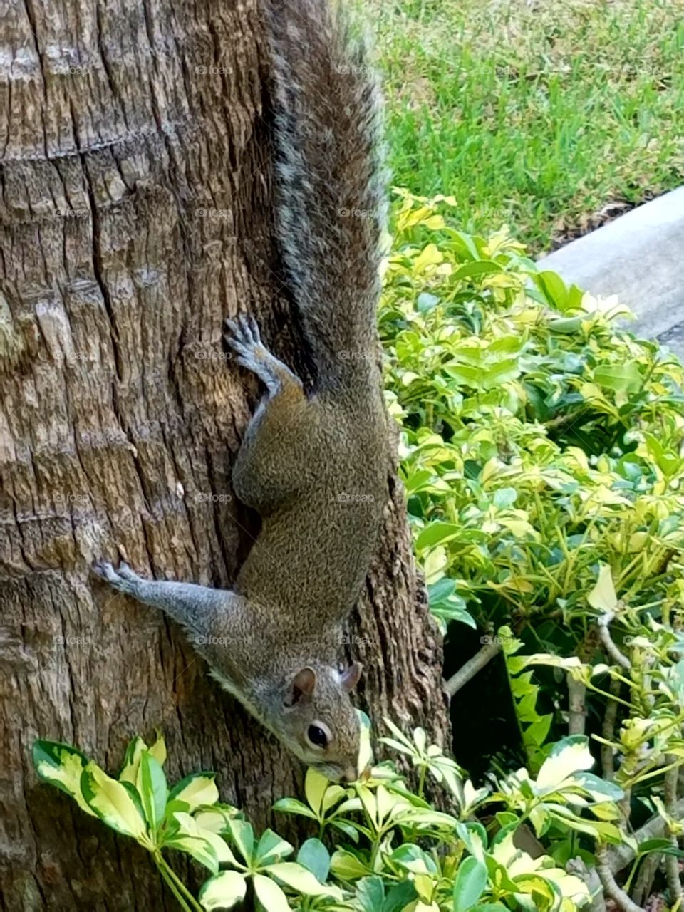 Squirrel Quickly Leaving Tree