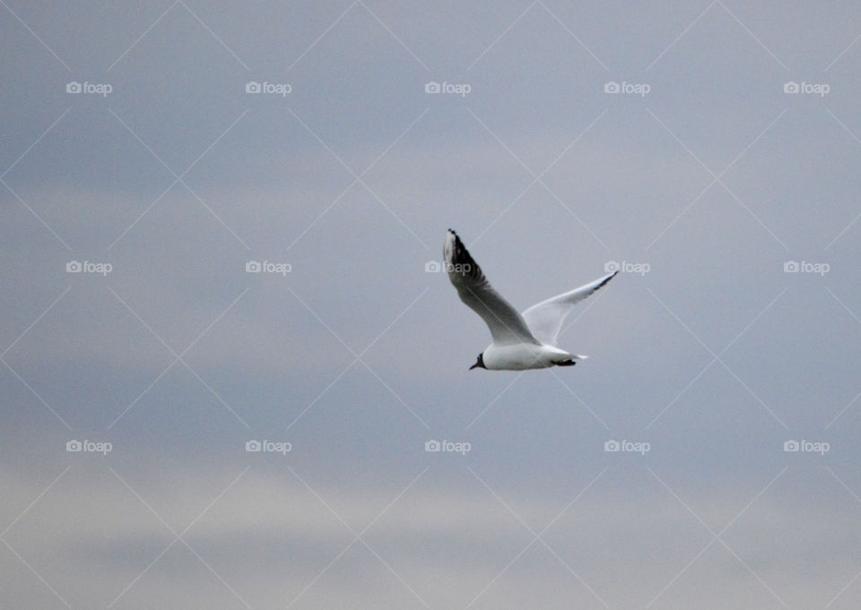 flight of seagulls over the river