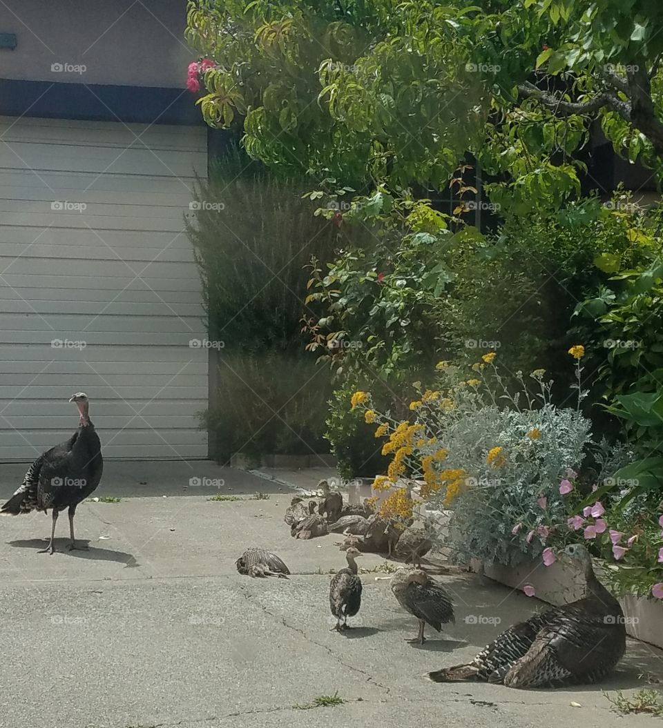 Turkey Family with Cute Babies