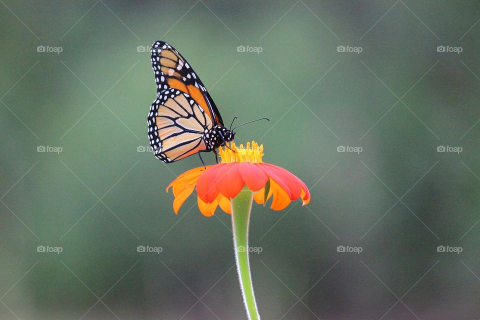 Monarch butterfly on Mexican sunflower