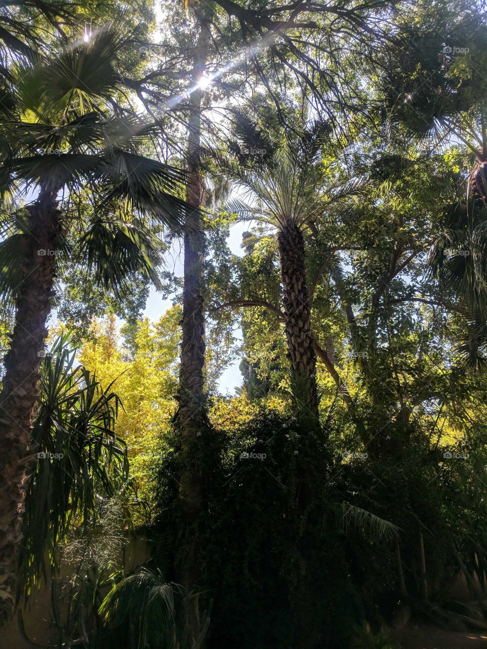Sun Peeking and Shining Through the Tall Palm Trees of the Jardin Majorelle (Garden) in Marrakech in Morocco