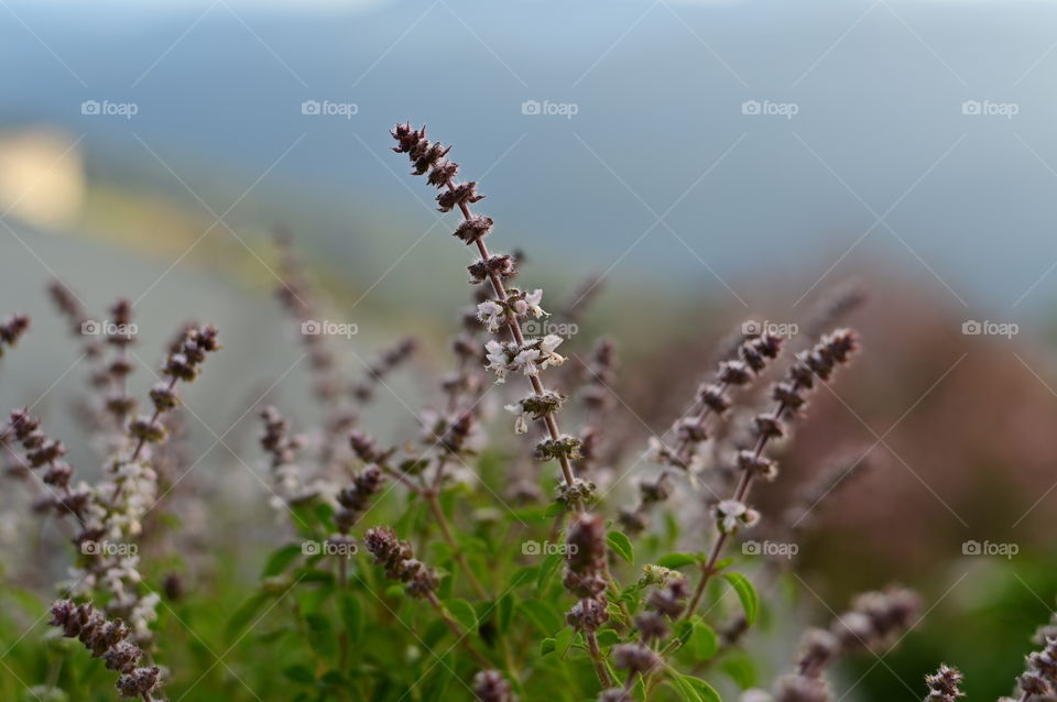 Flowers of the holy basil, a plant with lots of medicinal values.