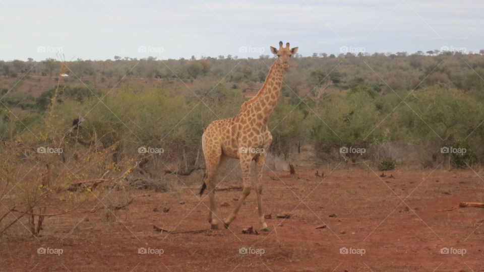 Safari, Mammal, Giraffe, Wildlife, Savanna