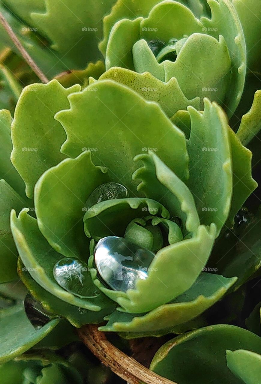 outdoor plant after the rain