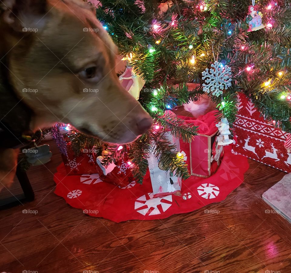 Christmas fun with the fur babies enjoying the Christmas tree.