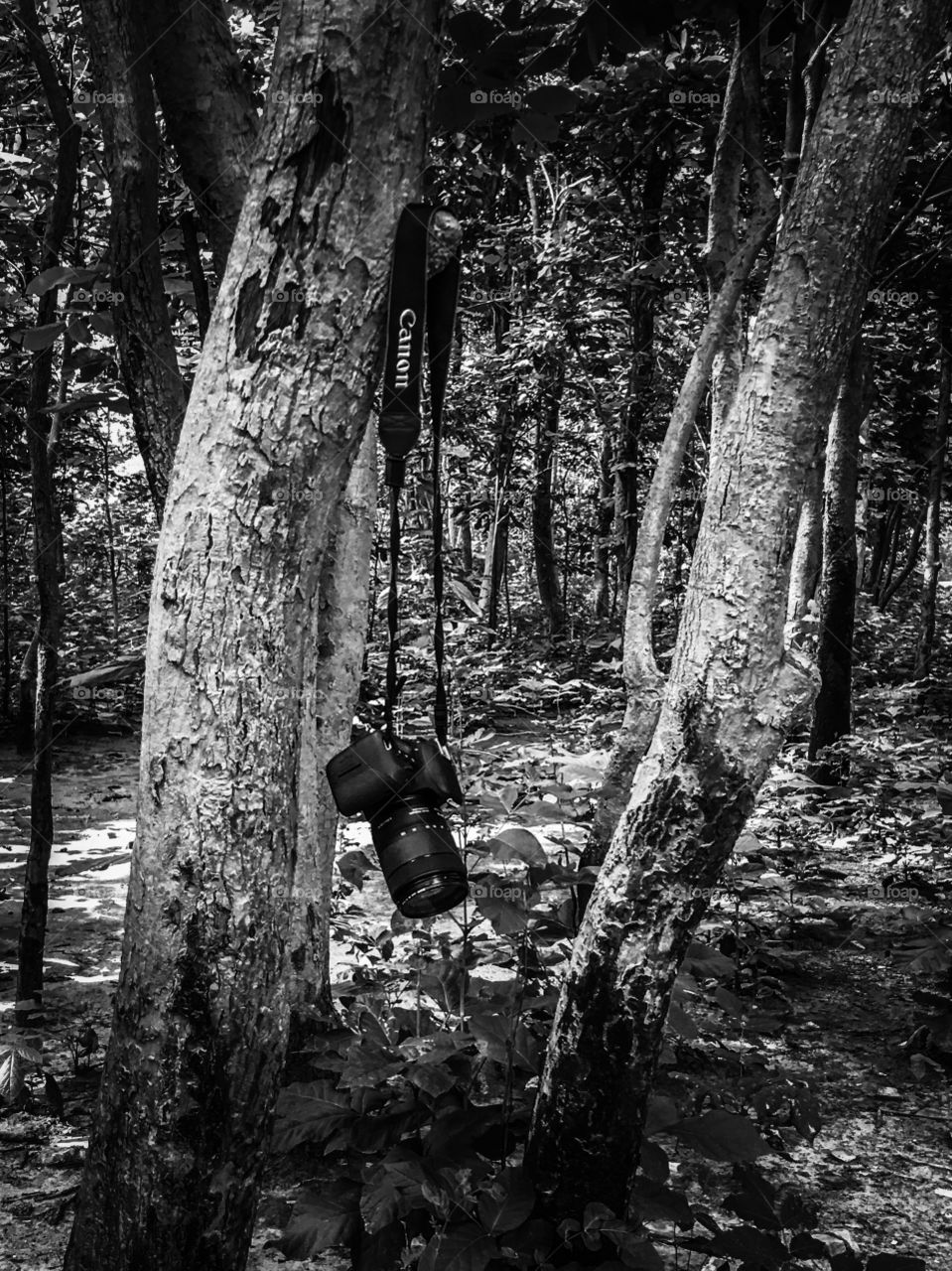 Camera into the woods , canon and forest , camera, forest and trip, canon camera