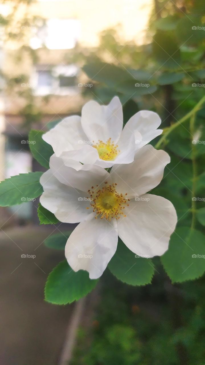 White flowers