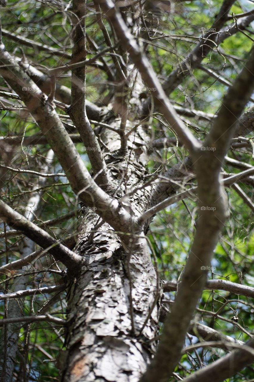 Tree branches 