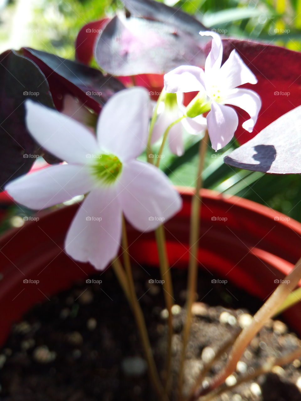 Nature, Flower, No Person, Flora, Summer