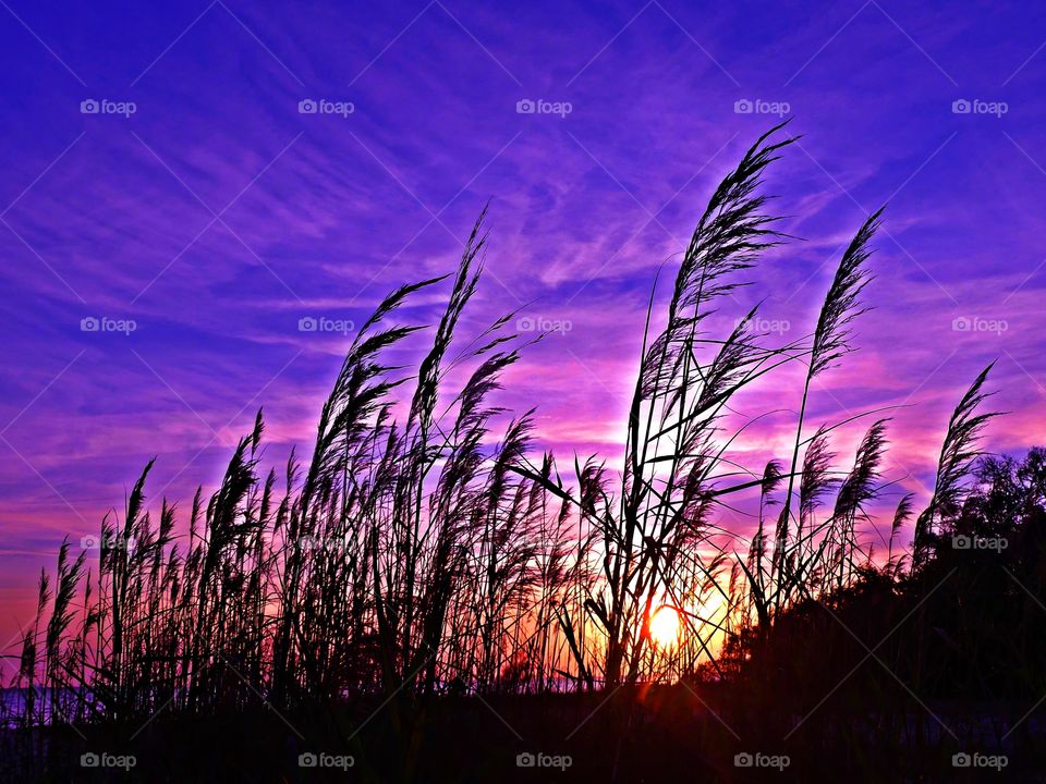 World of silhouettes and shadows - sea oats blowing in the summer breeze as the sunset recedes and produces a splendid mauve colored sky