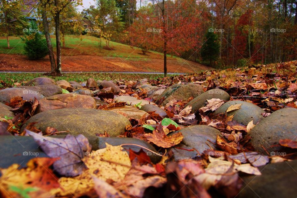 Fall leaves on rocks