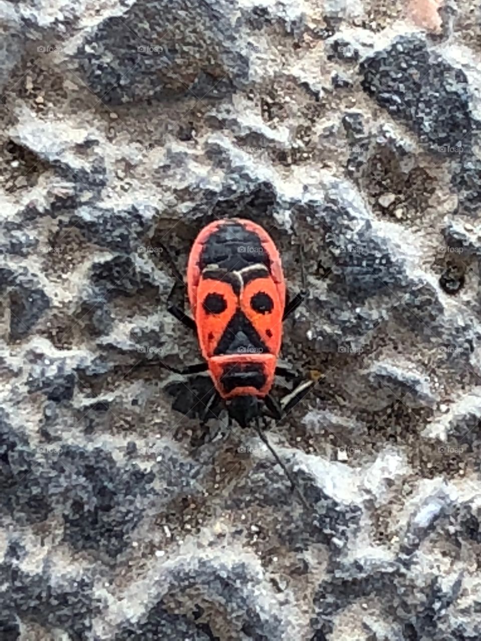 Tiki mask looking bug 😂