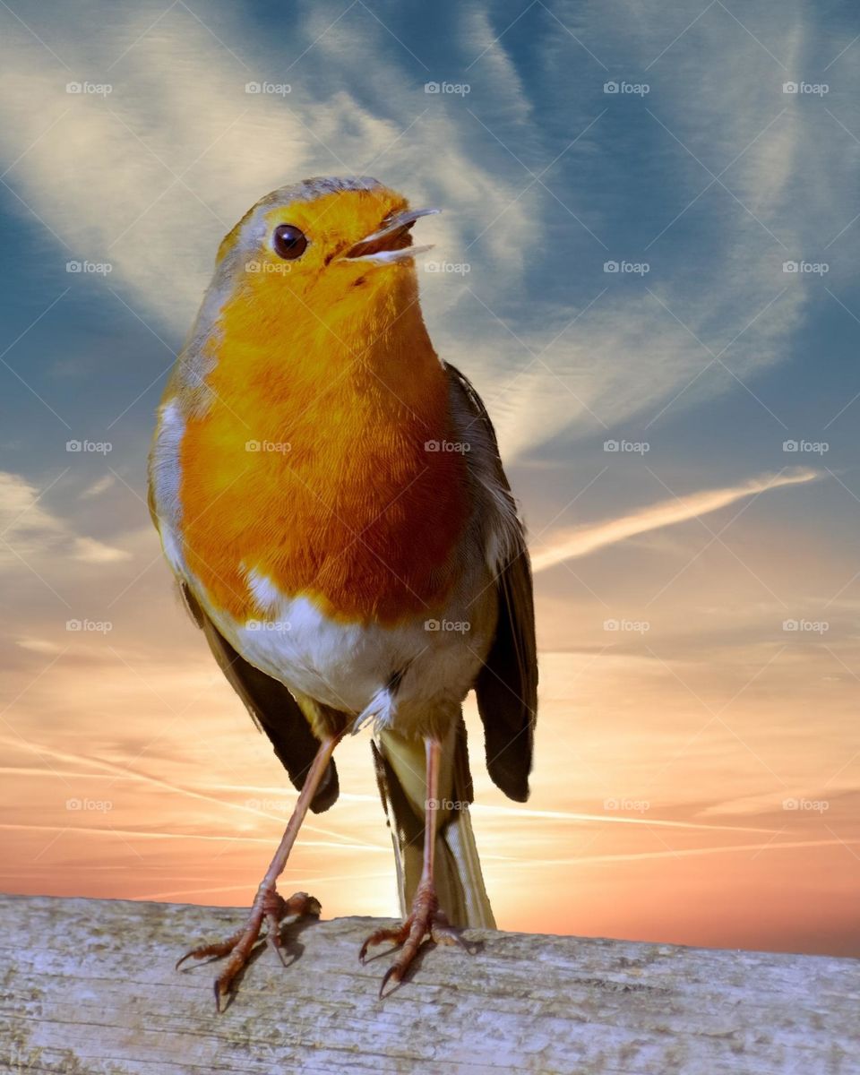 beautiful and cute bird