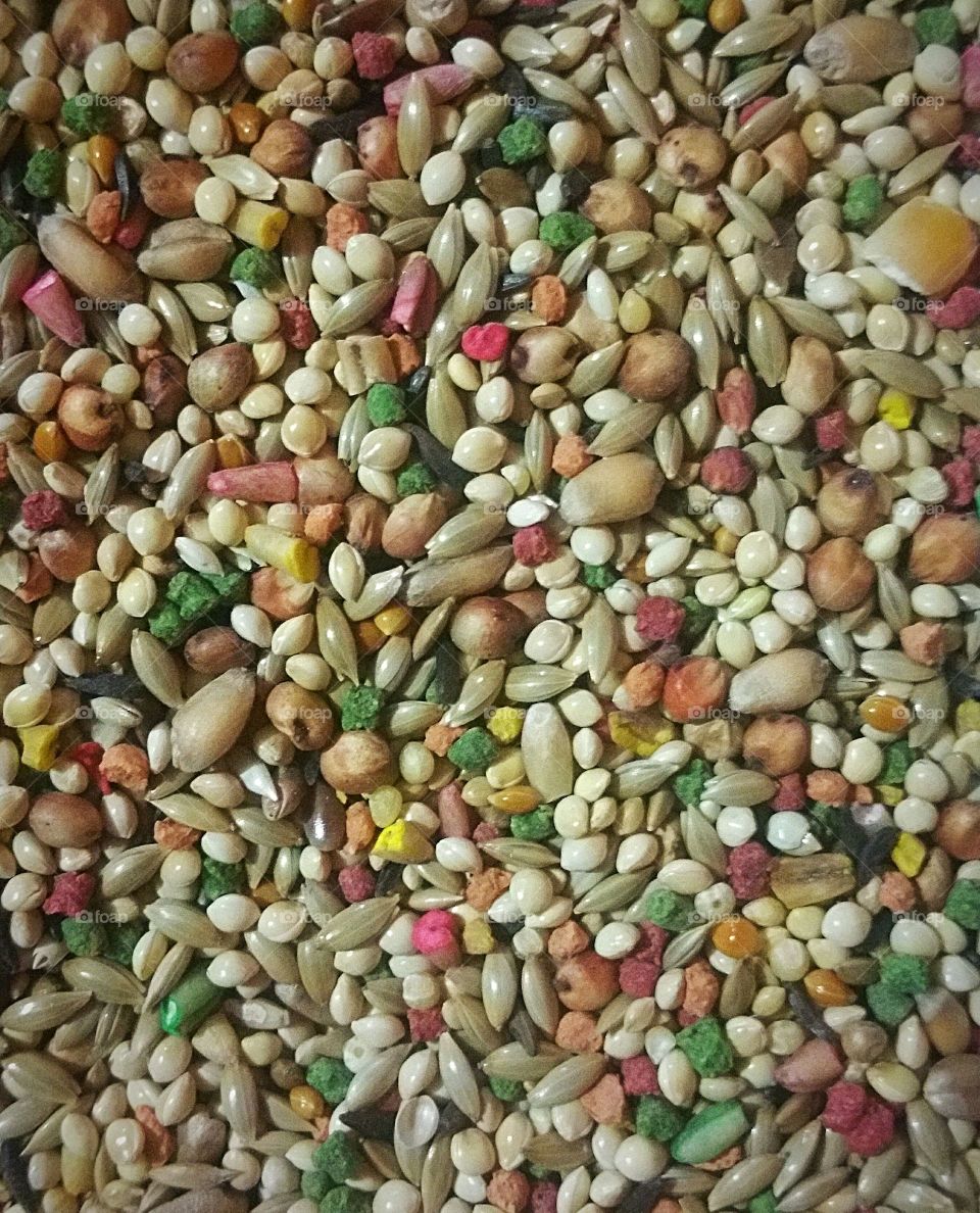 Close up of Bird Seed
