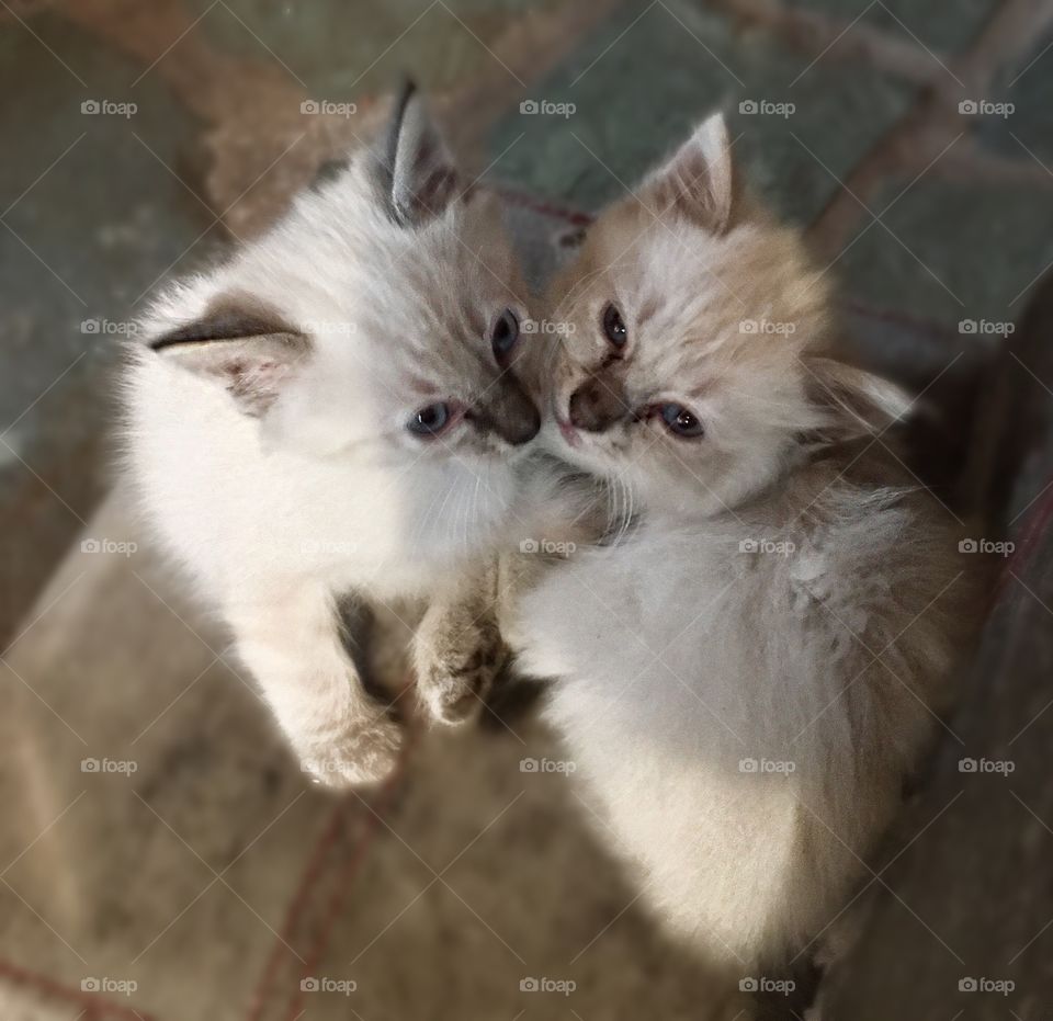Siamese kitten’s 
