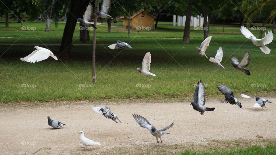 Urban#birds#fly#park