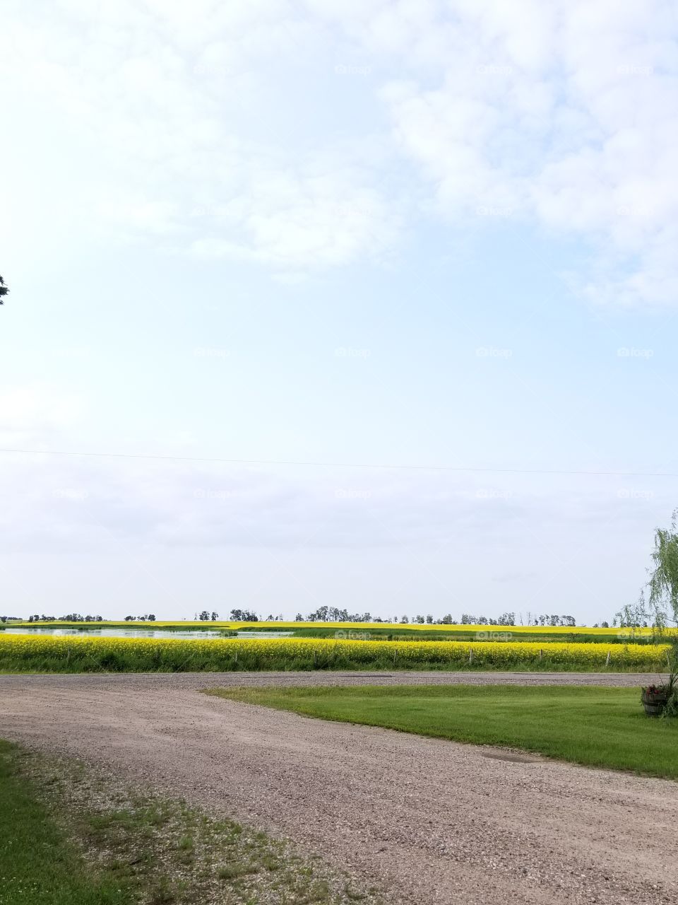 July driveway from farm yard to across the road to the beautiful full blooming yellow canola field.