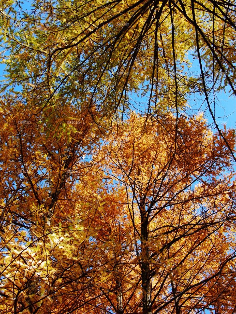 Larch forest