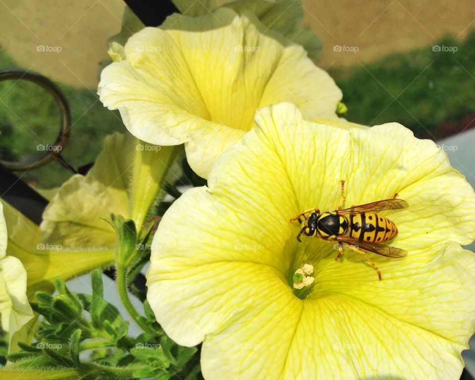 A wasp on a flower. A wasp on a flower