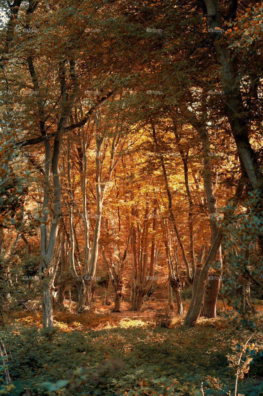 Autumn forest. Fall sunset in forest through thick foliage.
