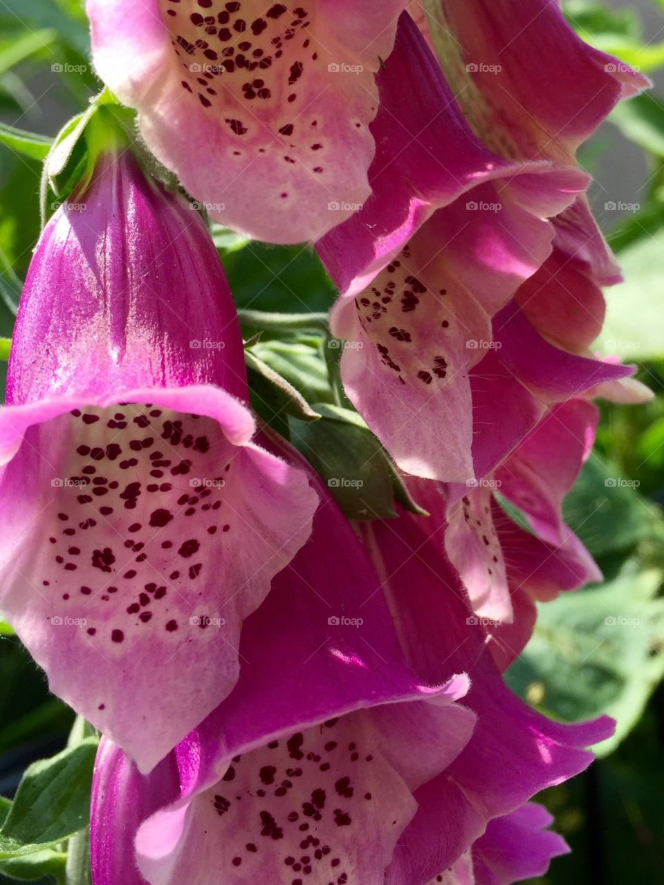 Pink flowers / foxglove / digitalis