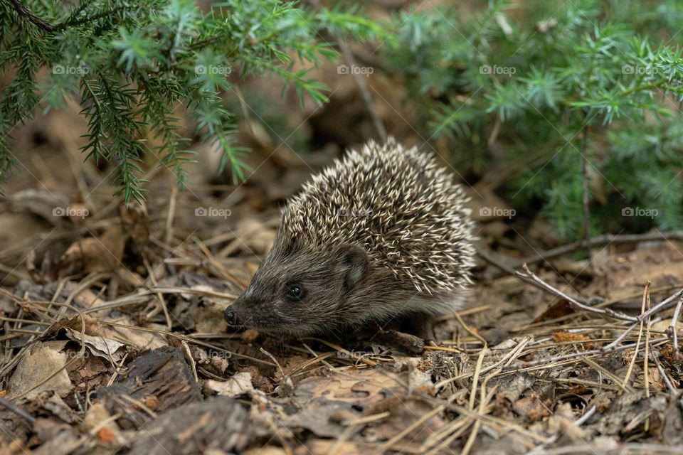 A small hedgehog in the forest 