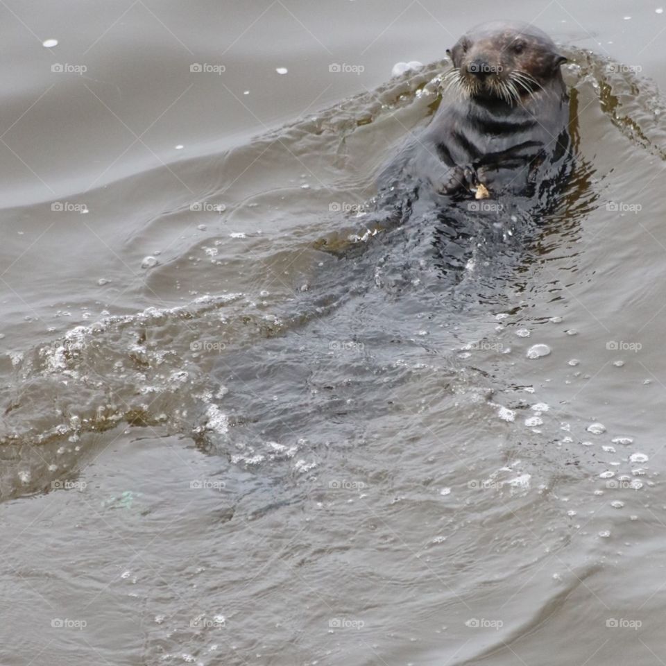 Otter swimming