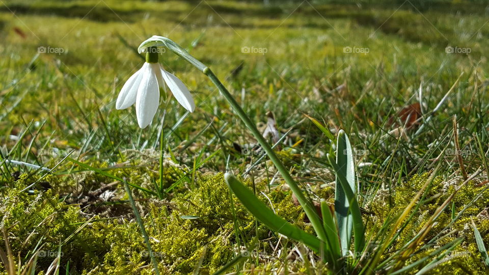 Snowdrop