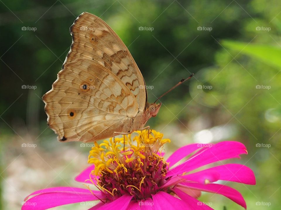 Butterfly rest on pollen of pink zinnia flower