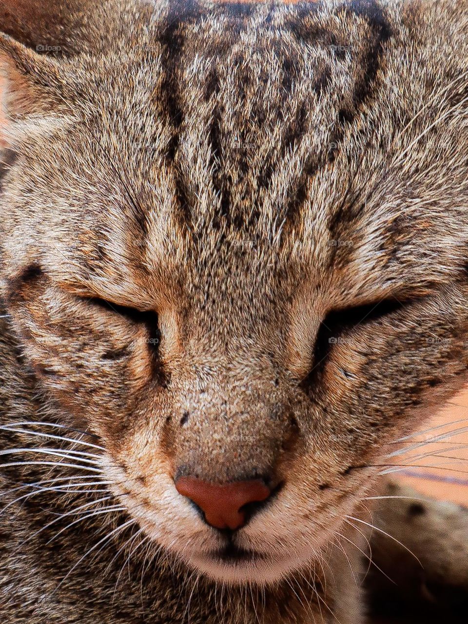 Cat relaxing in day time.