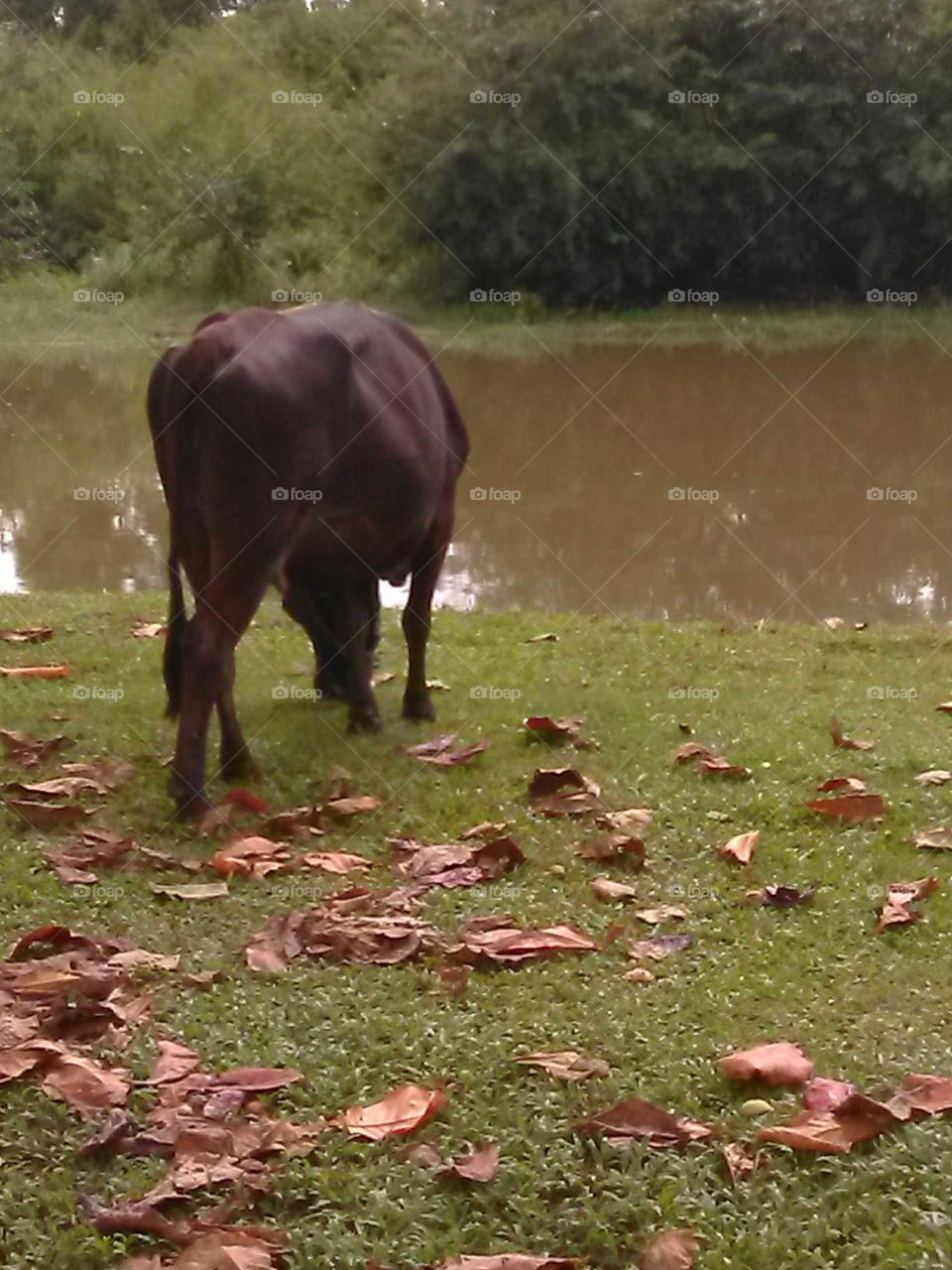 black cow eating grass