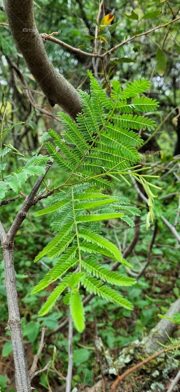 fern leaf in the forest