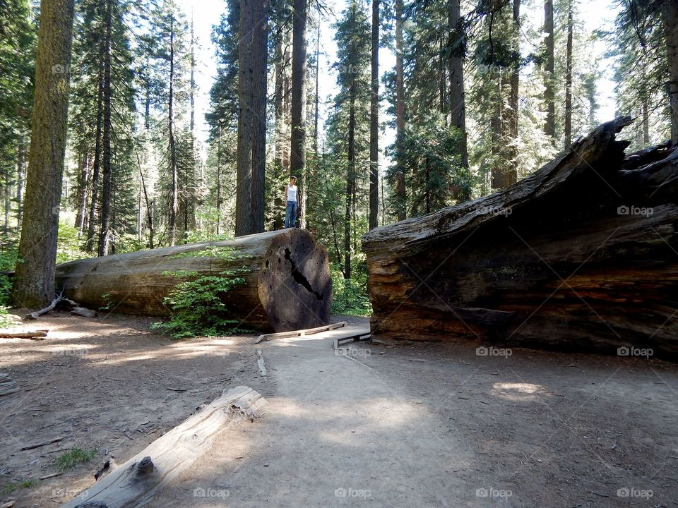 fallen tree cut in half