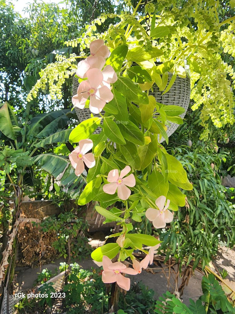 a row of potted peach periwinkle