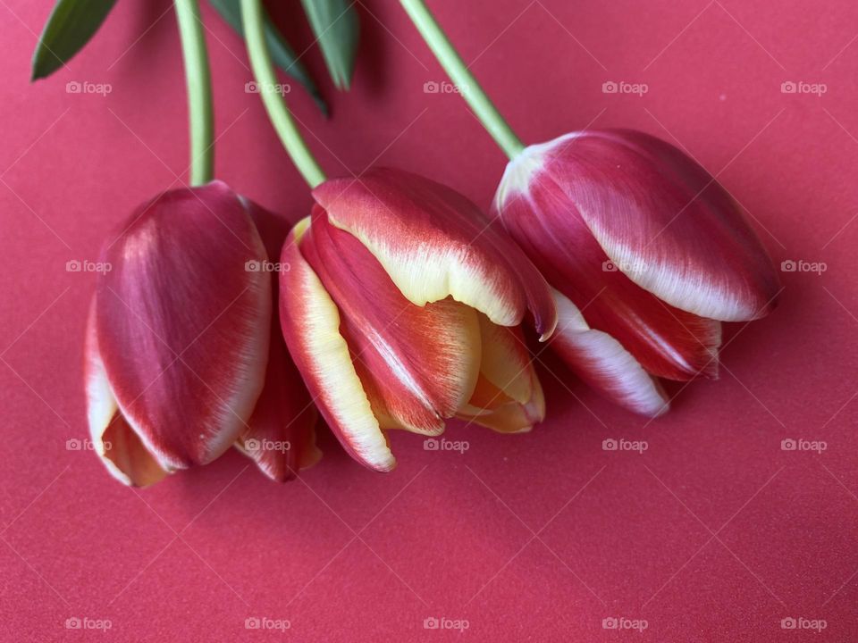 Beautiful tulips 