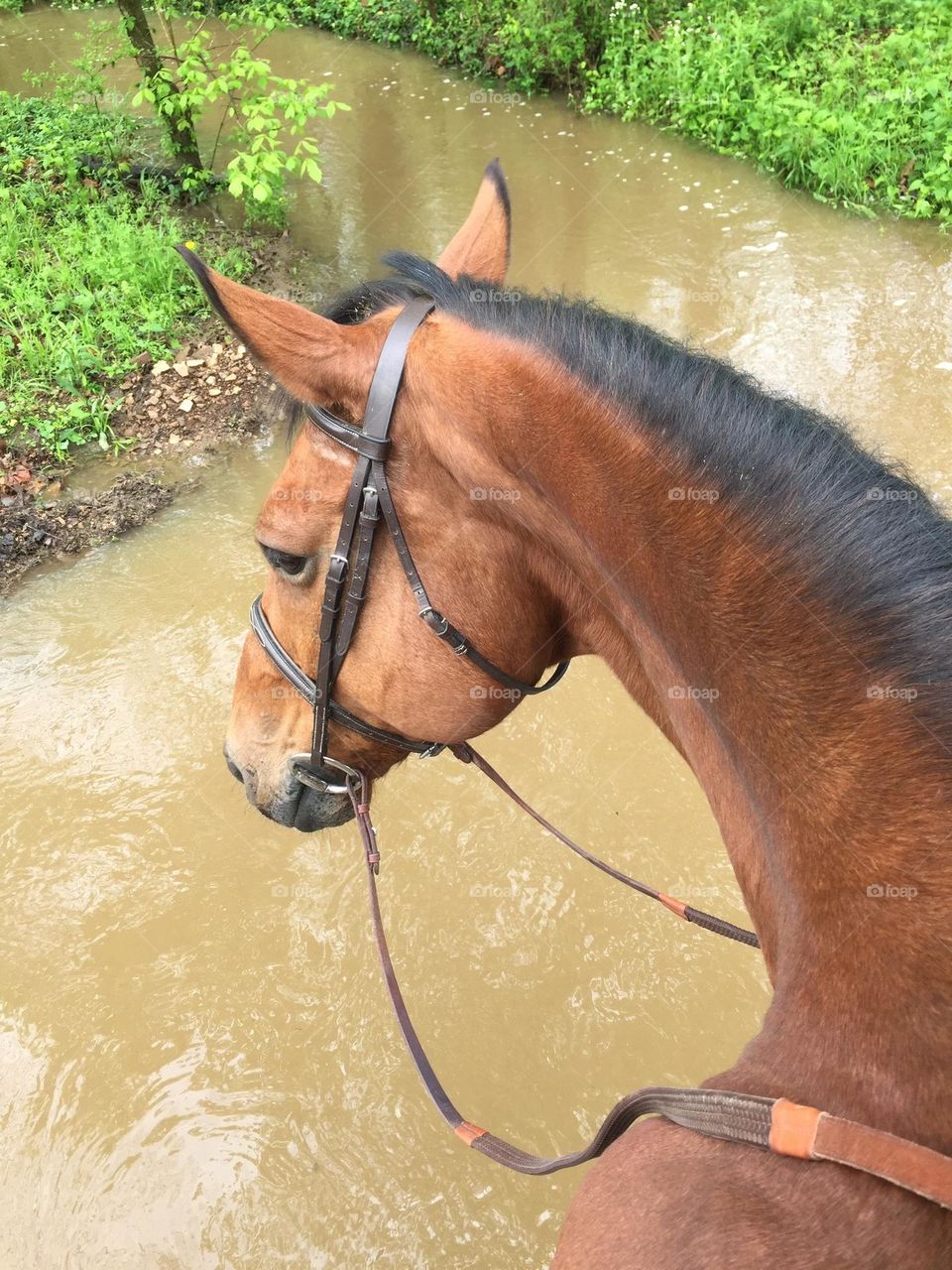 Enjoying spring by horseback riding out on the trail after an April  storm and we have to cross the creek, which has high water due to the heavy rain. 