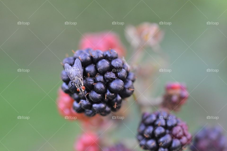 berries with a visiting fly